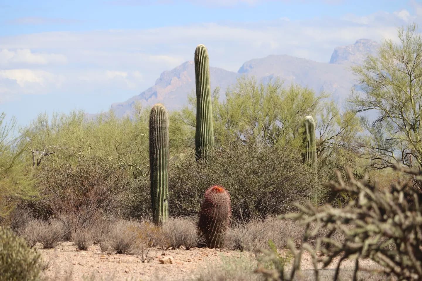 Saguaro cacti against the Tucson, Arizona desert