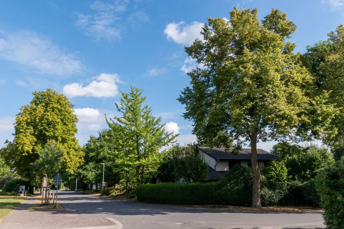A quiet suburban street under tall green trees