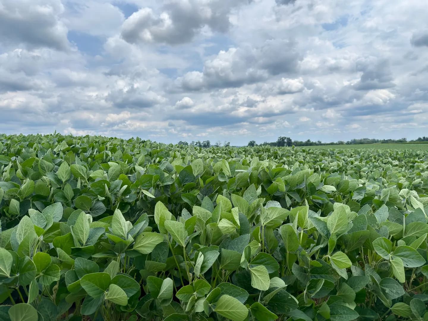 A soybean field under a cloudy sky in Lancaster County, Pennsylvania