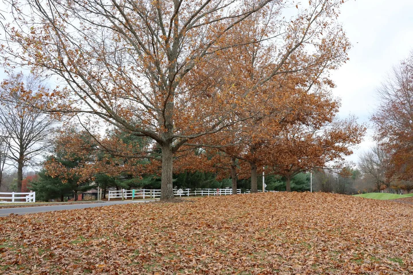 Fall color in a Doylestown park, Bucks County, Pennsylvania