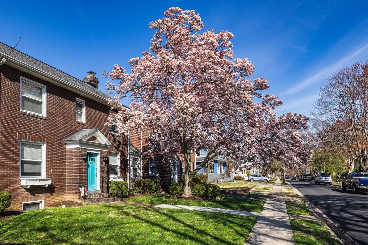 Brick house on a tree-lined suburban street with a magnolia in bloom