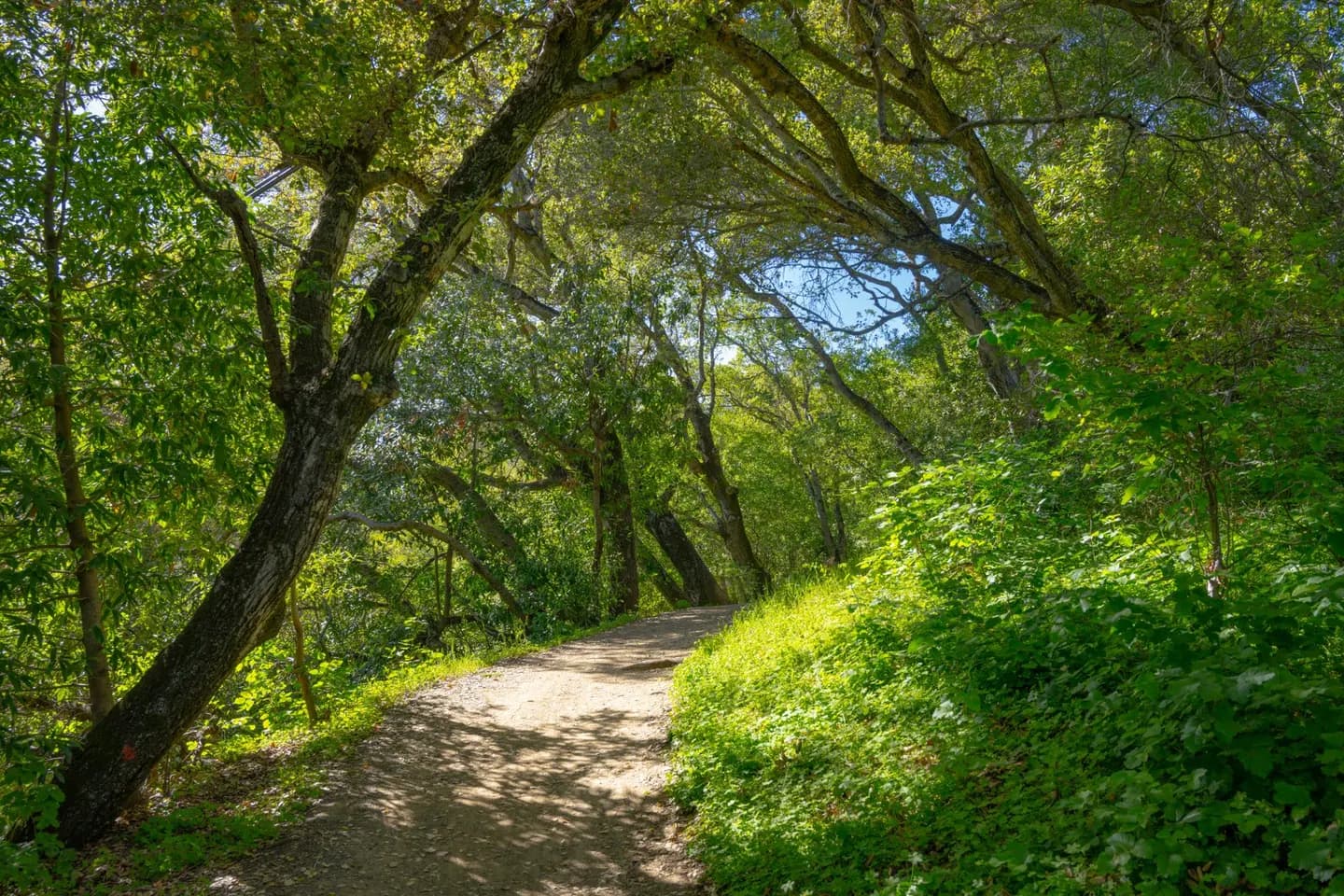 A shaded trail through the trees in Saratoga, California