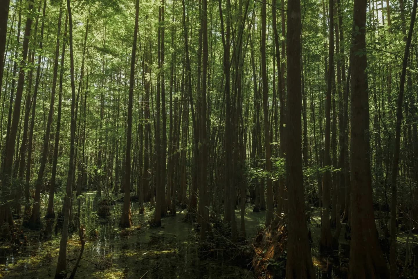 A cypress swamp in the South Carolina Lowcountry near Charleston