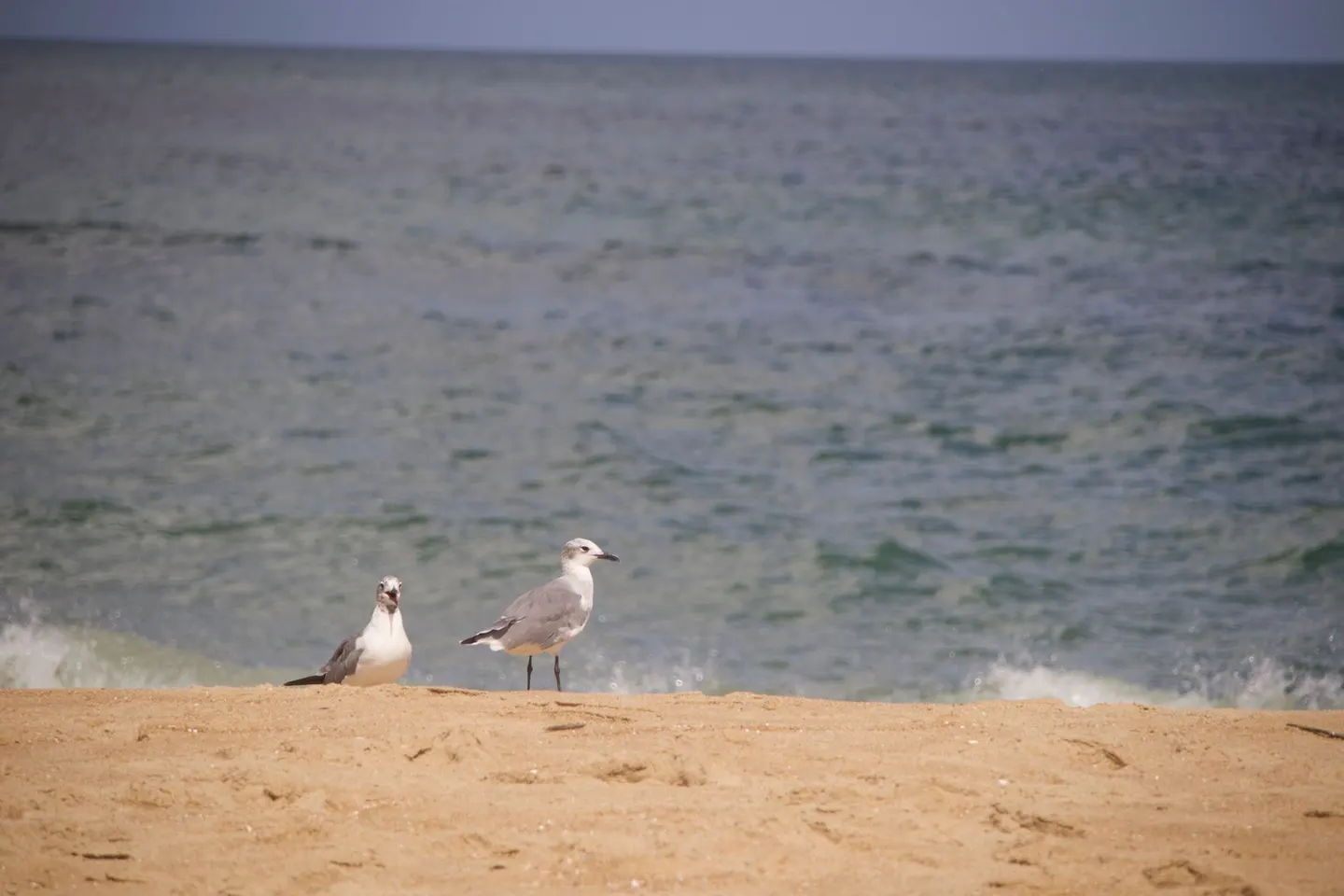 Gulls on the sand at Virginia Beach
